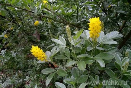 Метла засаждане и грижи, отглеждане, размножаване, снимки
