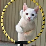 Разговор с котка