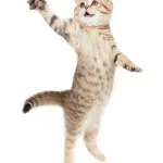 Разговор с котка
