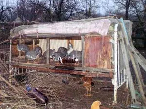 Развъждане токачки у дома отглеждането, храненето и обзавеждане на дома