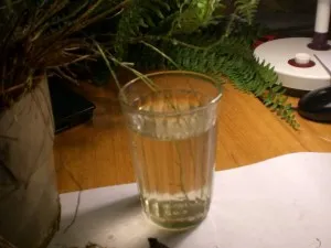 Възпроизвеждането папрат спори и вегетативно