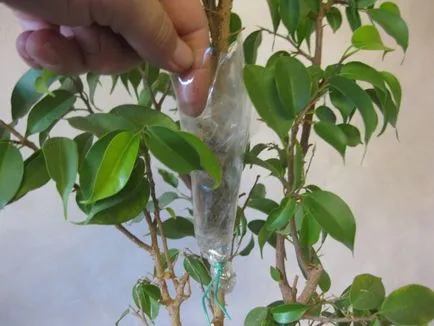 Възпроизвеждането на Ficus benjamina - снимка инструкция как да се прибера у дома малък