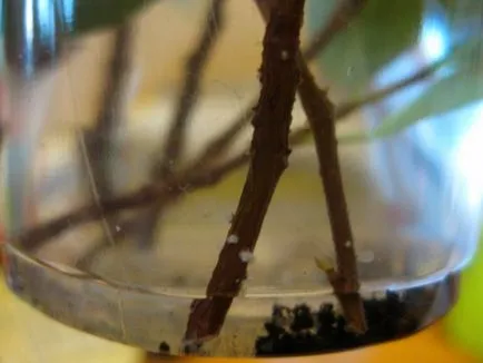 Възпроизвеждането на Ficus benjamina - снимка инструкция как да се прибера у дома малък