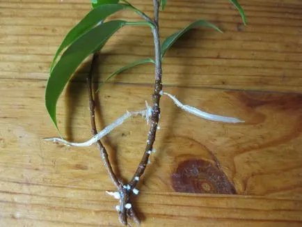 Възпроизвеждането на Ficus benjamina - снимка инструкция как да се прибера у дома малък