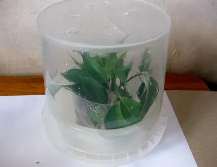 Възпроизвеждането на Ficus benjamina - снимка инструкция как да се прибера у дома малък