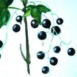 Рисуване - Viburnum плодове