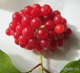 Рисуване - Viburnum плодове
