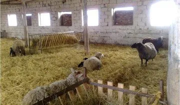 Романов овца, и всички тайни на тяхното отглеждане, храненето и отглеждането