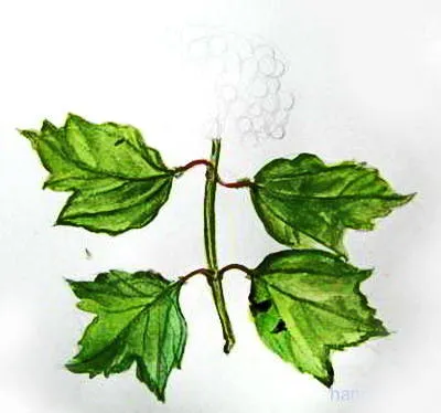 Рисуване - Viburnum плодове