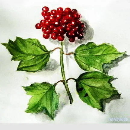 Рисуване - Viburnum плодове