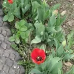 Домашна бетонобъркачка версия с ръцете си от цевта и другият