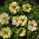 Salvia от отглеждането на семена и поддръжка, снимка, машини, съоръжения градина