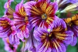 Salpiglossis - отглеждане на семена, кога да засадят разсад