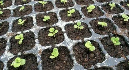 Salpiglossis расте от семена на картината (salpiglossis) Salpiglossis расте от семена на картината