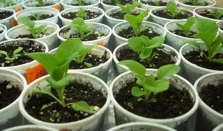 Salpiglossis расте от семена на картината и възпроизвеждане