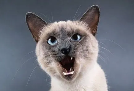 Най-зли породи котки, котка, котки и котенца - не мишки!