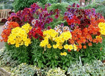 Salpiglossis - отглеждане на семена, кога да засадят разсад