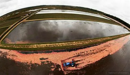 Събиране боровинки върху изкуствени насаждения fotoshtab - онлайн списание със снимки