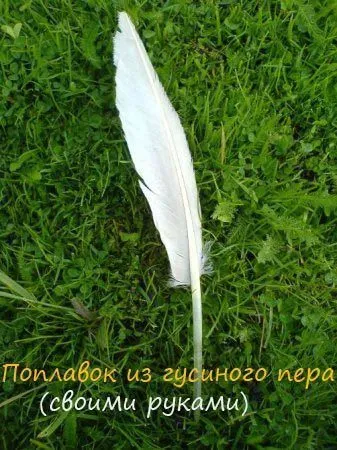 Mit úszó