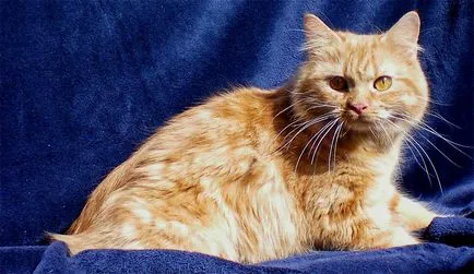Cat patkány