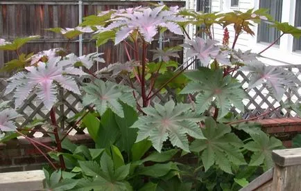 Hogyan növekszik a ricinus