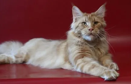 Cat patkány