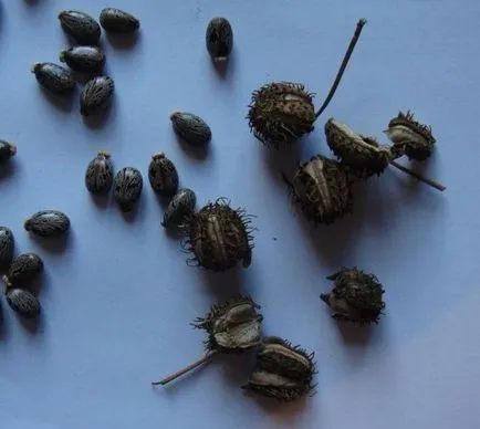 Hogyan növekszik a ricinus