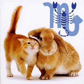 Scorpio котка (заек) знак характеристика (отношения Scorpio-Rabbit Cat) Scorpion-котка (заек) характеристики марки