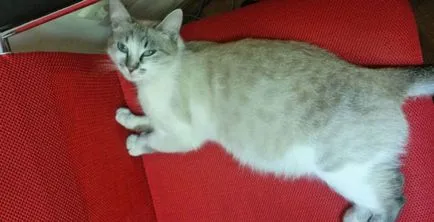 Колко време мина бременна котка за първи път, месец (ходене) Колко време мина бременна котка за първи път, месец