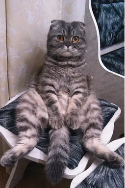 Смешни котки 50 готина снимка - жена и ден (котка) Смешни котки 50 готина снимка - жена и ден