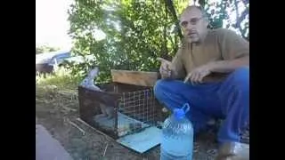Поддръжка и грижи за зайците у дома