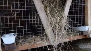 Поддръжка и грижи за зайците у дома