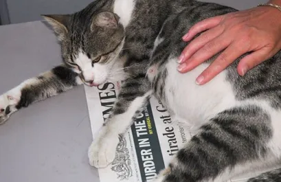 Сметана за котки