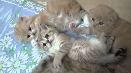 Мъртво уморена котка