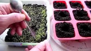 Съвети за това как да се потопите правилно петуния