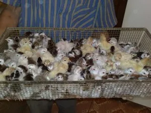 Споделяне на съдържанието на пилета и токачки в кокошарника