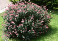 Spirea основни вида със снимки, особено за грижи и за разплод (видове) Spirea основни вида със снимки, характеристики на грижи и размножаване