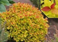 Spirea основни вида със снимки, особено грижите и развъждане (Spirea) Spirea основни вида със снимки, характеристики на грижи и размножаване