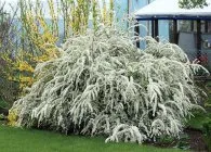 Spirea основни вида със снимки, особено грижите и развъждане (Spirea видове letnetsvetuschie пролет, изборът на рязането на възпроизвеждане кацане грижи сайт в ландшафтния дизайн) Spirea основни вида със снимки, характеристики на грижи и размножаване