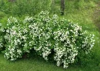 Spirea основни вида със снимки, особено за грижи и за разплод (видове) Spirea основни вида със снимки, характеристики на грижи и размножаване