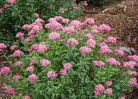Spirea основни вида със снимки, особено грижите и развъждане (Spirea видове letnetsvetuschie пролет, изборът на рязането на възпроизвеждане кацане грижи сайт в ландшафтния дизайн) Spirea основни вида със снимки, характеристики на грижи и размножаване