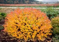 Spirea основни вида със снимки, особено грижите и развъждане (Spirea видове letnetsvetuschie пролет, изборът на рязането на възпроизвеждане кацане грижи сайт в ландшафтния дизайн) Spirea основни вида със снимки, характеристики на грижи и размножаване