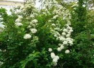 Spirea основни вида със снимки, особено грижите и развъждане (Spirea) Spirea основни вида със снимки, характеристики на грижи и размножаване