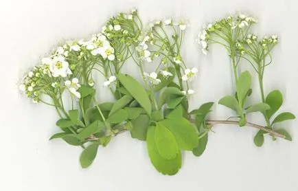 Spirea основни вида със снимки, особено грижите и развъждане (Spirea) Spirea основни вида със снимки, характеристики на грижи и размножаване