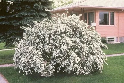 Spirea основни вида със снимки, особено за грижи и за разплод (видове) Spirea основни вида със снимки, характеристики на грижи и размножаване