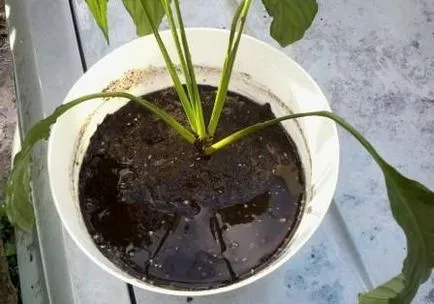Spathiphyllum съвети сухи листа