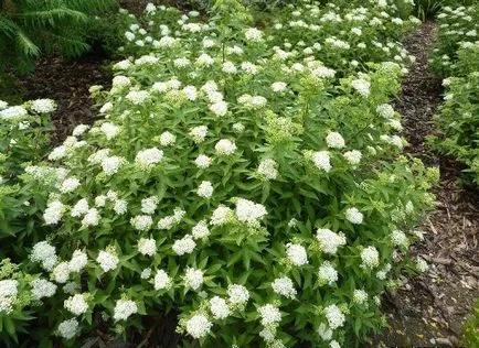 Spirea грижи, резитба, размножаване, снимка, растителна градина (декоративни храсти) Spirea грижи, резитба, размножаване, снимка, растителна градина