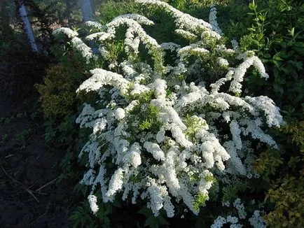 Spirea - засаждане, грижи, размножаване, сортове, като вашата градина