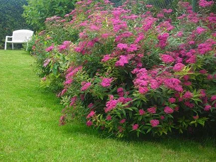 Spirea основни вида със снимки, особено грижите и развъждане (Spirea) Spirea основни вида със снимки, характеристики на грижи и размножаване