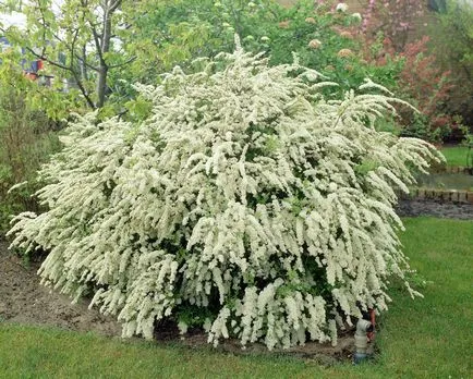 Spirea грижи, резитба, размножаване, снимка, растителна градина (letnetsvetuschie Spirea) Spirea грижи, резитба, размножаване, снимка, растителна градина